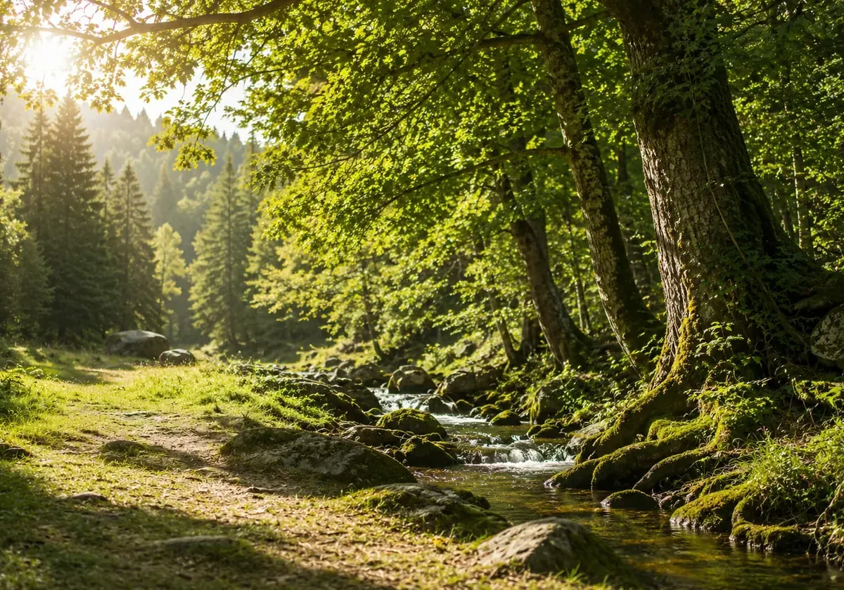 Forêt lumineuse traversée par un ruisseau